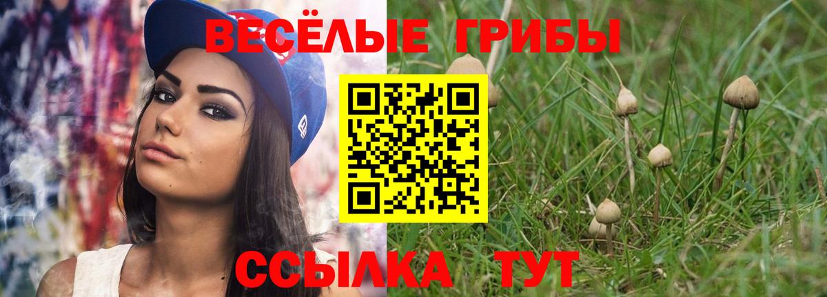 Псилоцибиновые грибы Psilocybe Курганинск